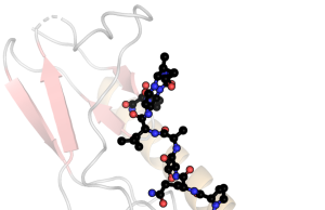 Calcitonin gene-related peptide receptor antagonist Photo: Molecular structure of a peptide - illustrating article 'Calcitonin gene-related peptide receptor antagonist'