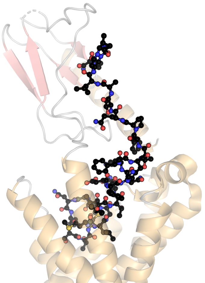 Photo: Molecular structure of a peptide - illustrating article 'Calcitonin gene-related peptide receptor antagonist'