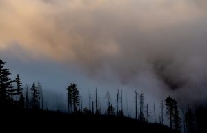 Canada Wildfires Burn Record 184,961 Sq Km Smoke from Canadian wildfires blankets a forested landscape, with orange haze obscuring the horizon and trees silhouetted against the hazy sky.