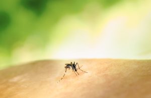 Mali Confirms 600 Dengue Cases, 21 Deaths Amid Outbreak Aedes mosquito larvae float in a stagnant water barrel beside a Mali household.