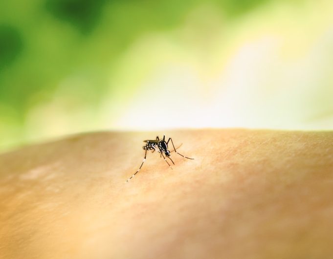 Mali Reports 600 Dengue Cases and 21 Deaths in Escalating Outbreak Aedes mosquito larvae float in a stagnant water barrel beside a Mali household.
