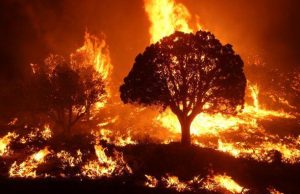 Four Killed in Mexico State Wildfires Firefighters battling a wildfire in a forested area of Mexico State, with flames and smoke rising above the trees.