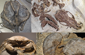 Ichthyotitan Fossils Found in England Formation Scientists examine large fossilized bones of the Ichthyotitan marine reptile excavated from the Westbury Formation in England.