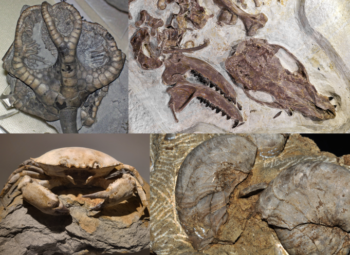 Fossil Remains of Massive Marine Reptile Found in England Formation Scientists examine large fossilized bones of the Ichthyotitan marine reptile excavated from the Westbury Formation in England.