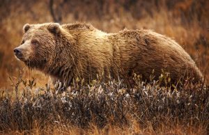 Grizzly Bear Attack Kills Two in Banff Park A grizzly bear stands in a forested area of Banff National Park, with mountains in the background.