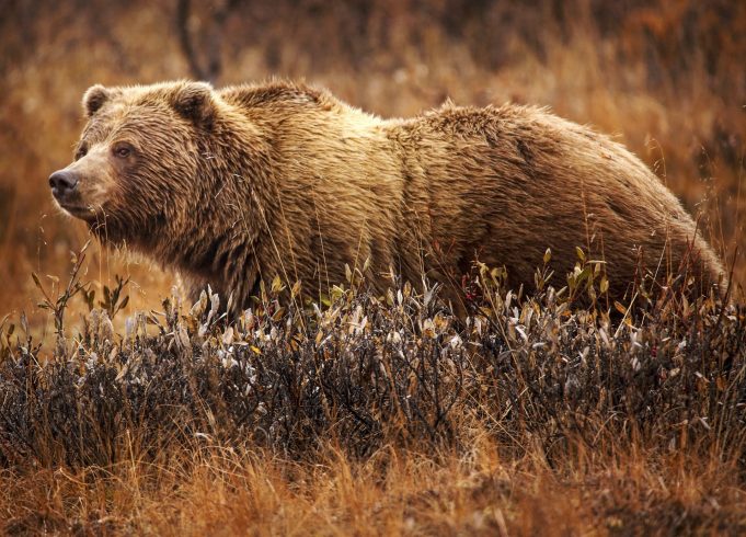 Grizzly bear attack in Banff National Park leaves two dead, bear euthanised A grizzly bear stands in a forested area of Banff National Park, with mountains in the background.