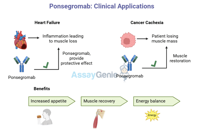 Ponsegromab Pfizer Cancer Cachexia Treatment