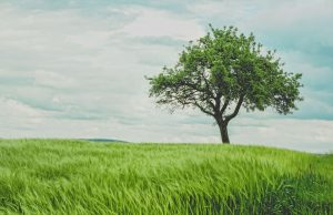 UBA Foundation CEO urges students to protect environment through tree planting UBA Foundation CEO urges students to protect environment through tree planting