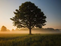 UBA Foundation selects historic Lagos schools for 2026 tree planting initiative UBA Foundation selects historic Lagos schools for 2026 tree planting initiative