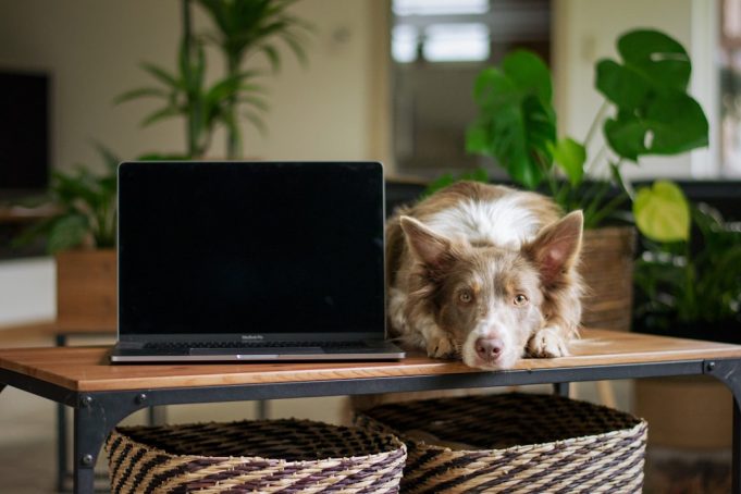 Australian IT Professional Uses AI to Design Custom Vaccine for Dog's Cancer
