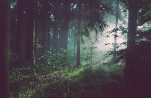 EU Nature Restoration Law Mandates 30% Habitat Recovery by 2030 Aerial view of a degraded European wetland with restoration machinery and workers planting native vegetation along the shoreline.