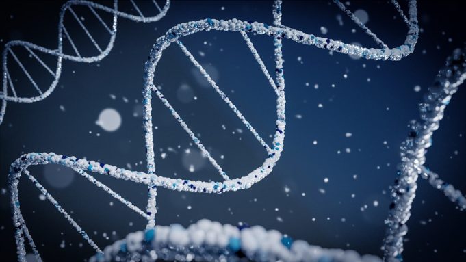 Study on Monkeys Suggests COVID-19 Infection May Prevent Reinfection Rhesus macaque in a laboratory setting, representing the animal study on SARS-CoV-2 reinfection protection.